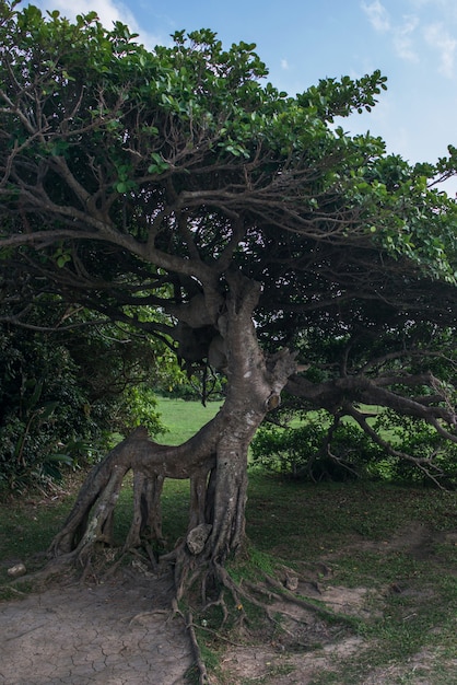 Foto Árbol con ramas densas entrelazadas