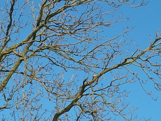 Un árbol con ramas desnudas y el cielo azul de fondo.