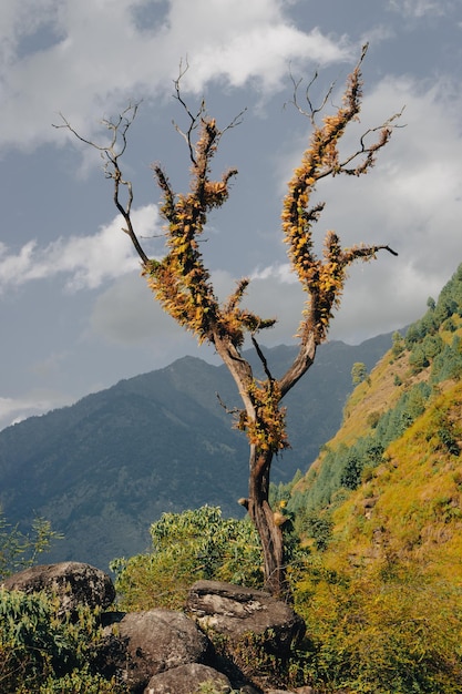 Foto Árbol con ramas marchitas con plantas en él en el cielo azul en el himalaya árbol esponjoso desierto