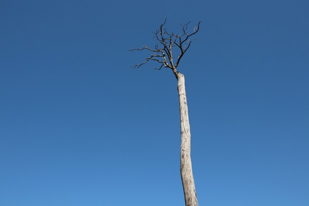 Árbol y ramas muertos en el cielo azul backgroun en verano