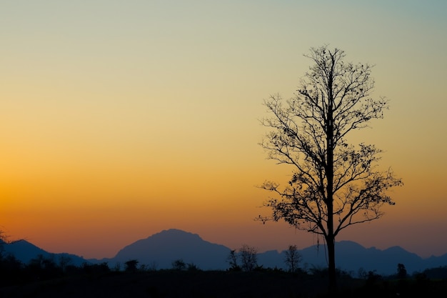 El árbol con ramas muestra la soledad al atardecer como una silueta.