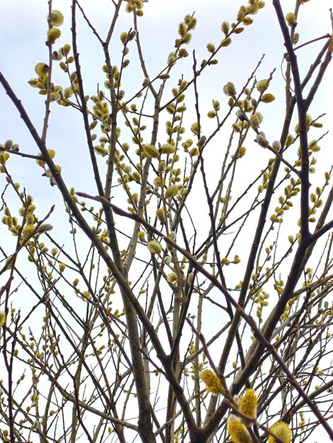 Foto un árbol con un ramo de flores en ciernes en él