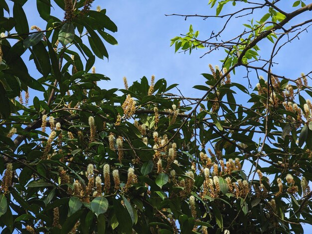 Un árbol con un ramo de flores en él.