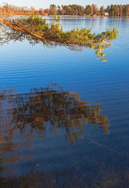 un árbol se refleja en el agua con el reflejo de un árbol