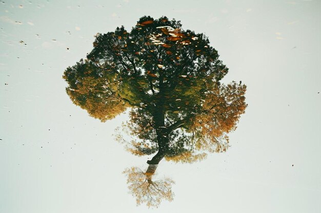 un árbol se refleja en un charco de agua