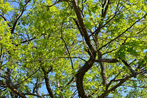 árbol de roble con hojas verdes y ramas y cielo azul en el fondo