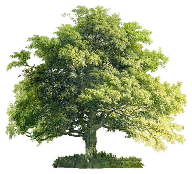 Árbol de roble Png para la campaña mundial del medio ambiente