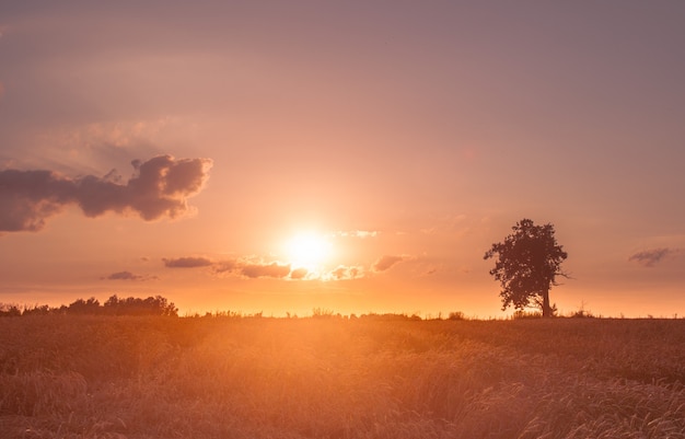 Un árbol de roble solitario en un campo de trigo al atardecer. En el centro del sol poniente. Paisajismo rural