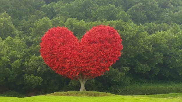 Foto Árbol rojo en forma de corazón.