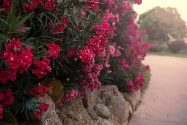 Foto un árbol de rosas en el callejón