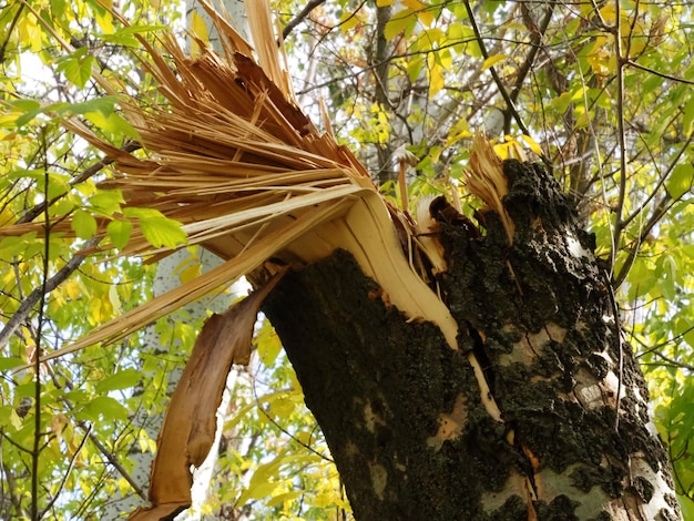 un árbol roto por un huracán