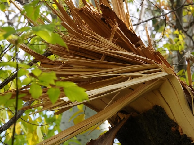 un árbol roto por un huracán