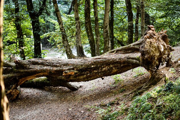 un árbol roto en la jungla