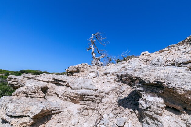 Un árbol roto solitario en una costa rocosa