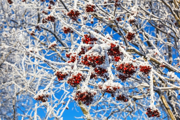 Foto Árbol de rowan con bayas rojas heladas