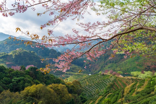 Foto el árbol de sakura en flor contra el fondo de la montaña