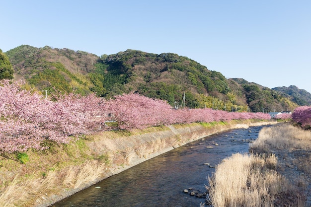 arbol de sakura y rio