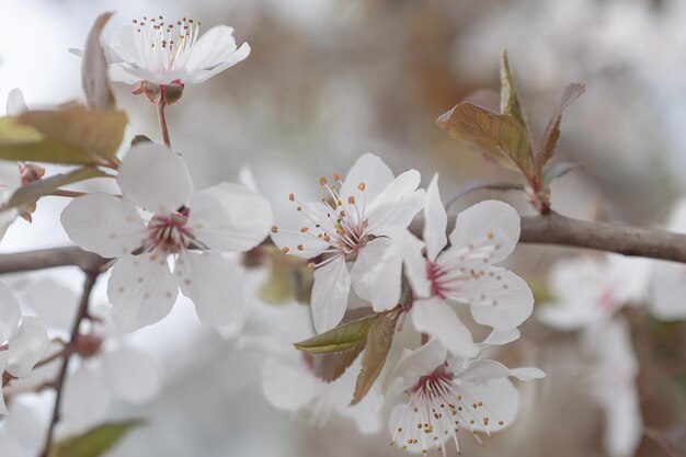 Árbol de sakura durante la temporada de primavera Flor de cerezo