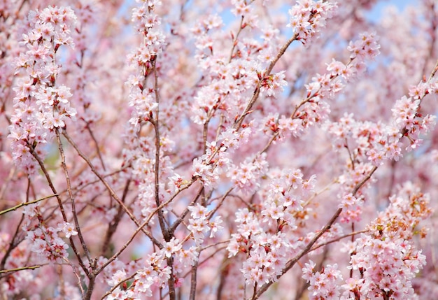 Arbol de Sakura