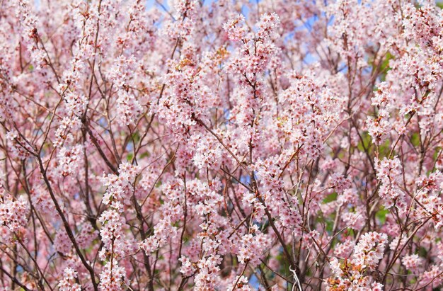 Arbol de Sakura