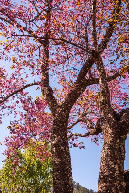 árbol de sakura