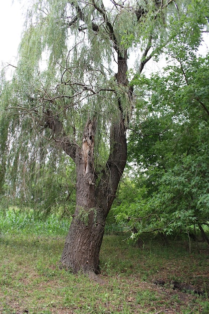 Un árbol con un sauce llorón