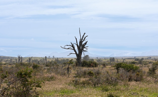 árbol seco aislado en el medio del campo