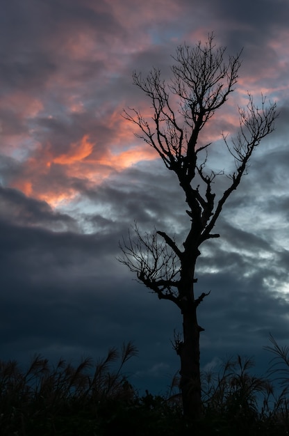 Un árbol seco aislado en silueta con nubes rosas y grises