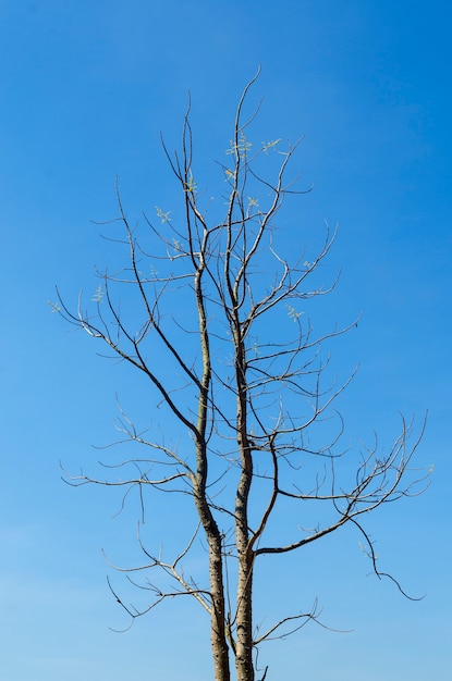 Foto Árbol seco y cielo azul en verano.