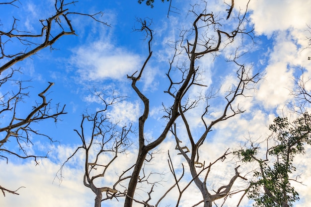 Árbol seco en el cielo nublado y azul