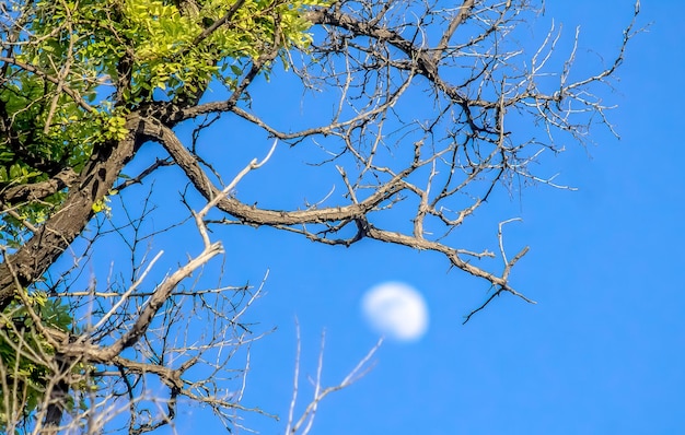 Árbol seco contra el cielo