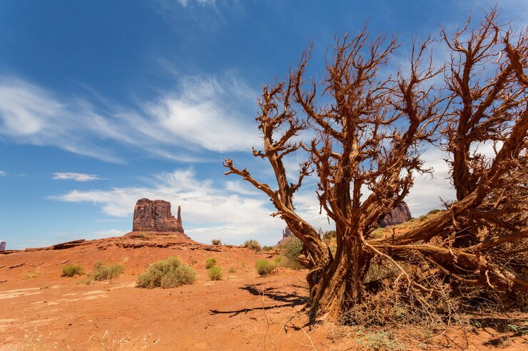 Foto árbol seco en el desierto de monument valley