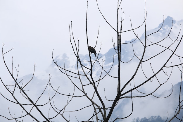 árbol seco y montaña nevada