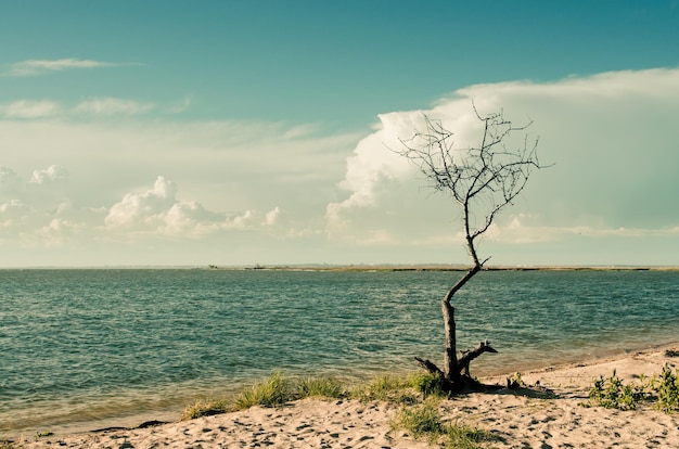 Foto Árbol seco en la orilla del mar contra el cielo nublado