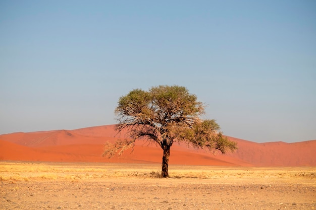 El árbol seco solitario se encuentra en medio del desierto de Namib junto a una duna de arena de Sossusvlei