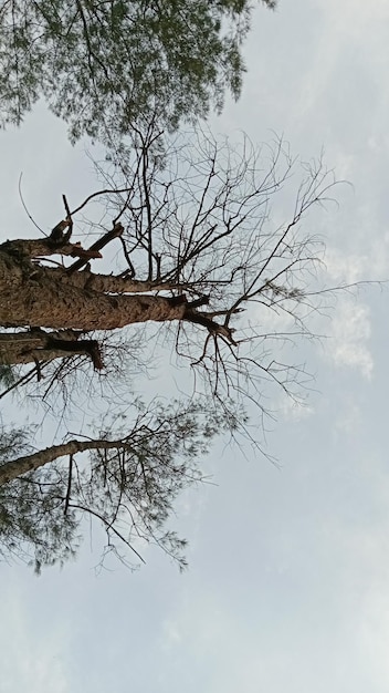 Foto el árbol seco visto desde abajo es muy hermoso