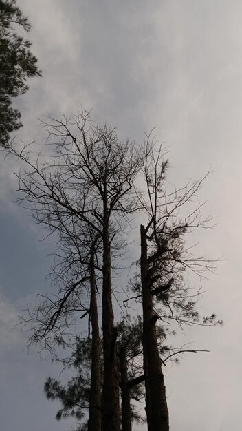 Foto el árbol seco visto desde abajo es muy hermoso