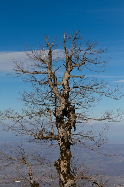 Árbol seco