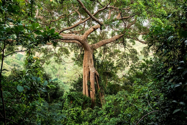 Árbol de la selva