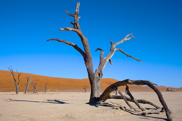 Foto Árbol de sequía en el desierto