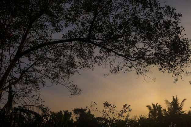 Un árbol en silueta con fondo de puesta de sol