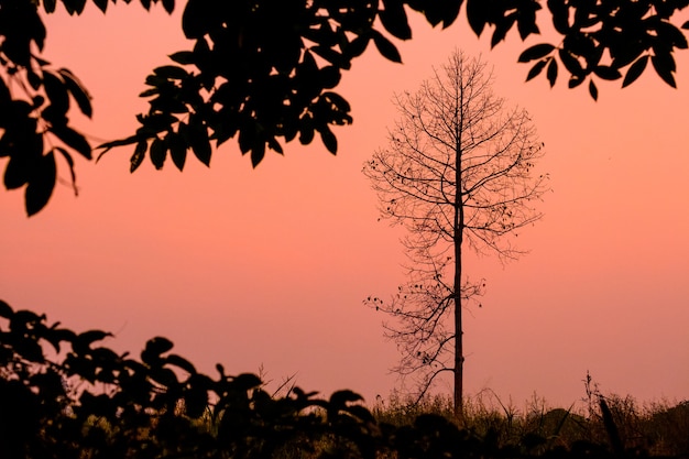 Un árbol silueta en la luz del atardecer