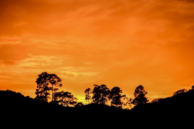 Árbol silueta