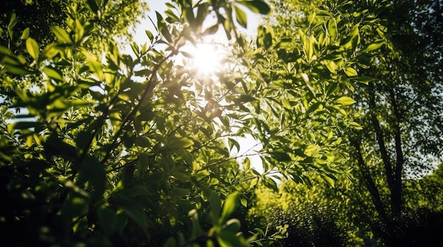 Un árbol con el sol brillando a través de él.