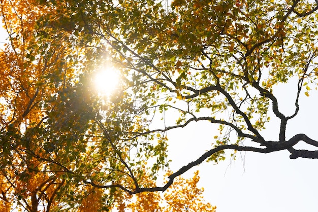 Un árbol con el sol brillando a través de las hojas.