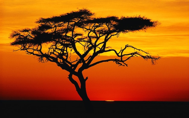 un árbol con el sol poniéndose detrás de él y el sol detrás de él