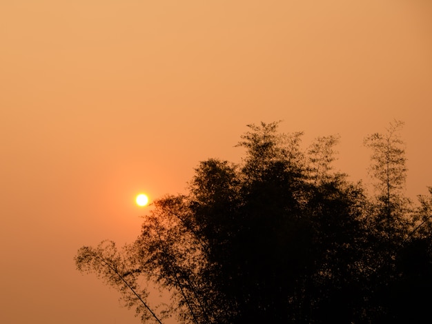 árbol solar