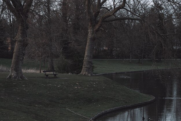 Árbol solitario en un bosque sereno con un río tranquilo y un lago pacífico