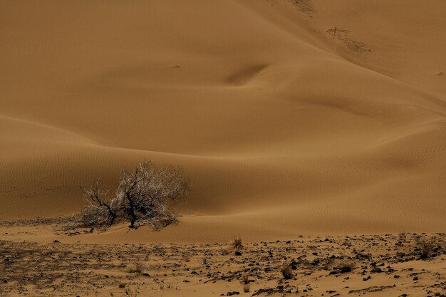 un árbol solitario se encuentra en la arena de una duna de arena
