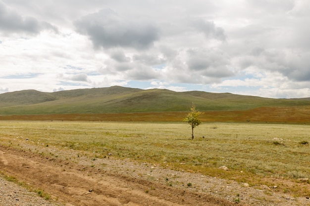 Foto Árbol solitario en la estepa